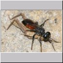 Tachysphex pompiliformis - Grabwespe w01k 8mm mit Nymphe eines Chorthippus albomarginatus - OS-Wallenhorst-Tongrube-Lehmwiese.jpg